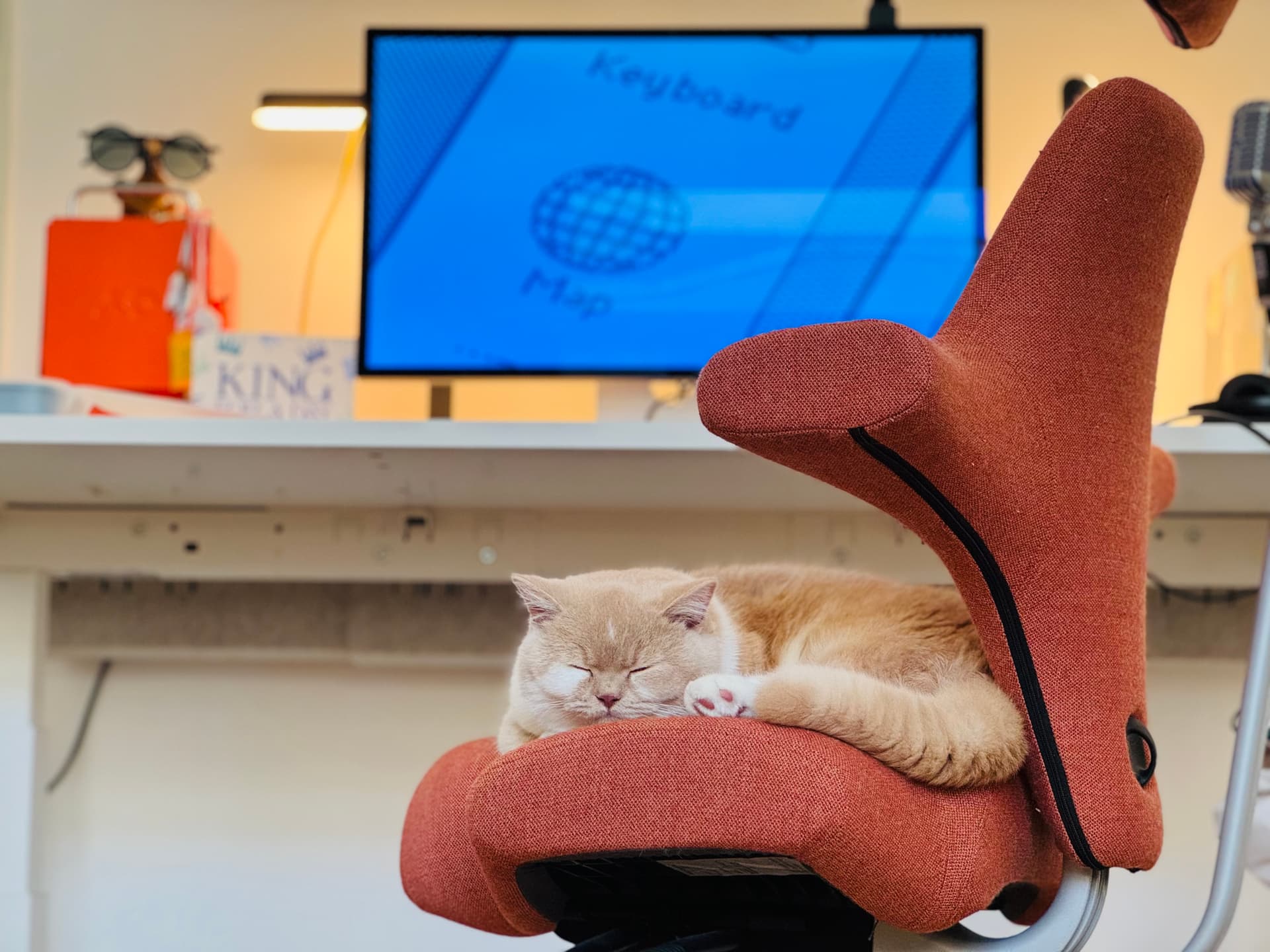 Cat sitting on a Hag chair